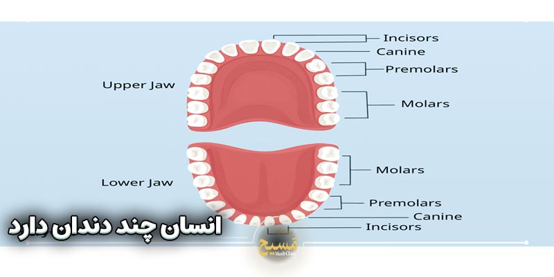 انسان چند دندان دارد 2 انسان چند دندان دارد