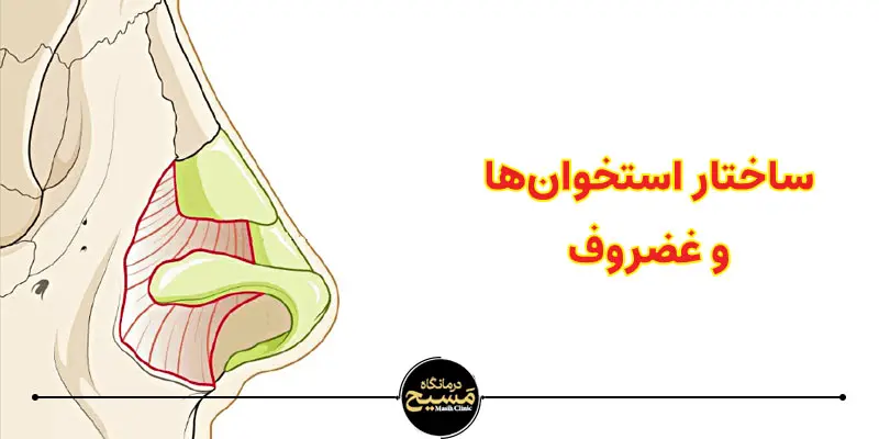 بینی گوشتی یا استخوانی؟ چطور تشخیص بدهیم؟ 2 ساختار استخوان و غضروف